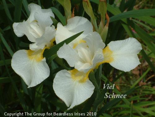 Iris 'Viel Schnee'